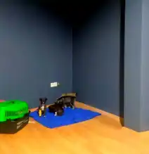 Edirne'de Köpek Yavruları Çöpe Atıldı!