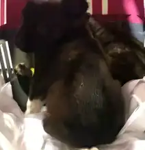 Edirne'de Barınakta Köpek Yavruları Çöpe Atıldı!