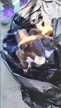 Edirne'de Çöp Kutusu Faciası: 4 Yavru Köpek Kurtarıldı