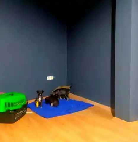 Edirne'de Köpek Yavruları Çöpe Atıldı!